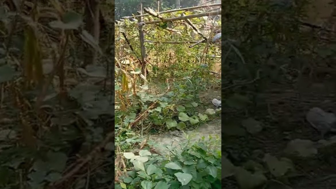 Great Gardening tips and homemade tools #Shorts