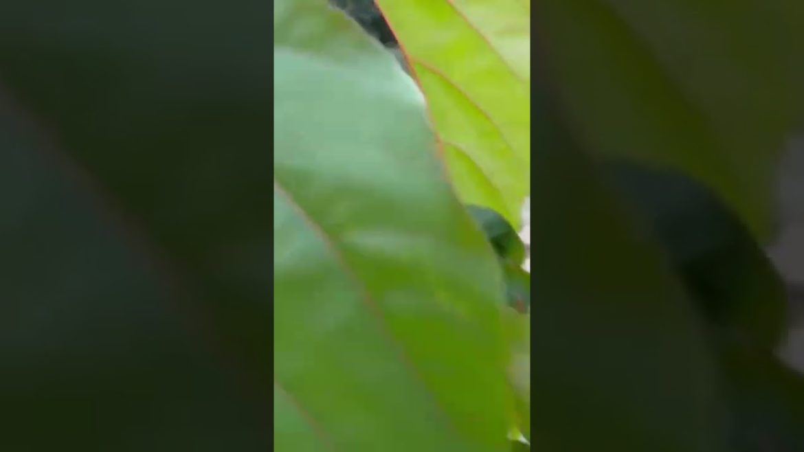 real sindhur flowers#shorts#youtube#gardening real sindhur flowers#shorts#youtube#gardening