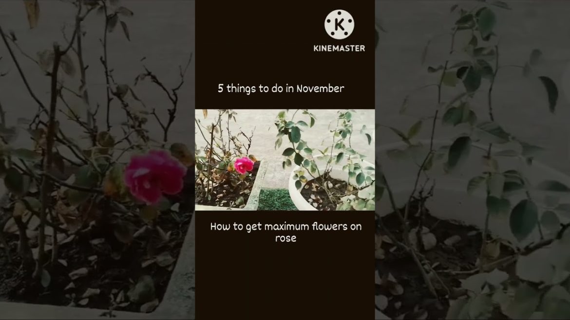 Rose growth tips 🌹🤞#shorts #short #trending #viral #youtubeshorts @Garden dreams