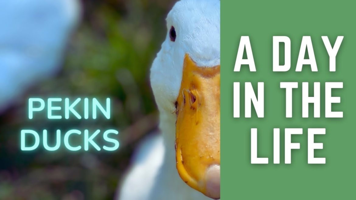 Pekin Ducks: Happy Ducks in the Urban Backyard Garden Pekin Ducks: Happy Ducks in the Urban Backyard Garden