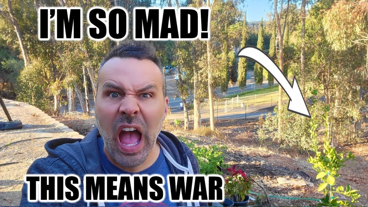 I Can't Believe He Killed My Favorite Tree.