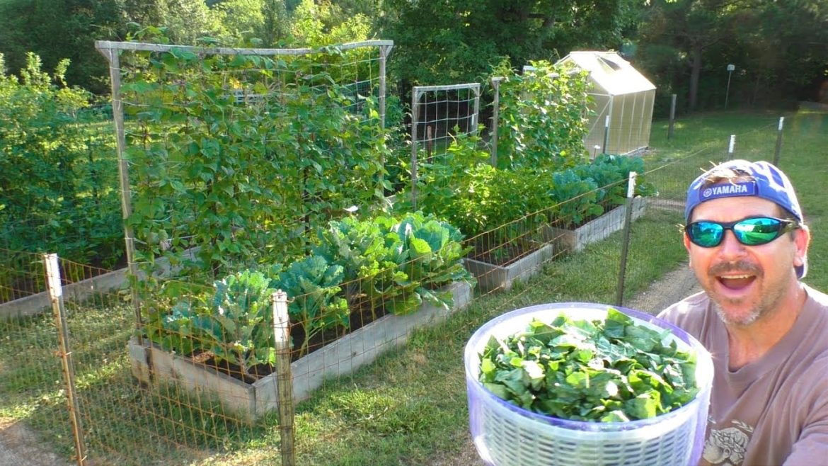 Preppers Food GARDEN grow vegetables add to pantry supplies