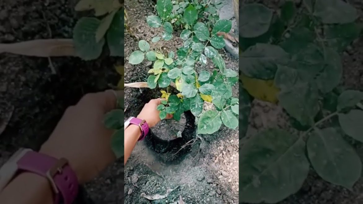 Best Tips For Rose Gardening