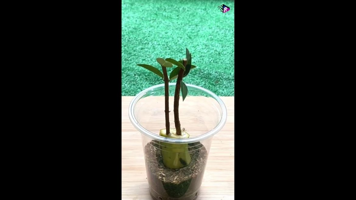Amazing Method for Grow Jabuticaba tree from Cutting by Banana #shorts #garden #trending