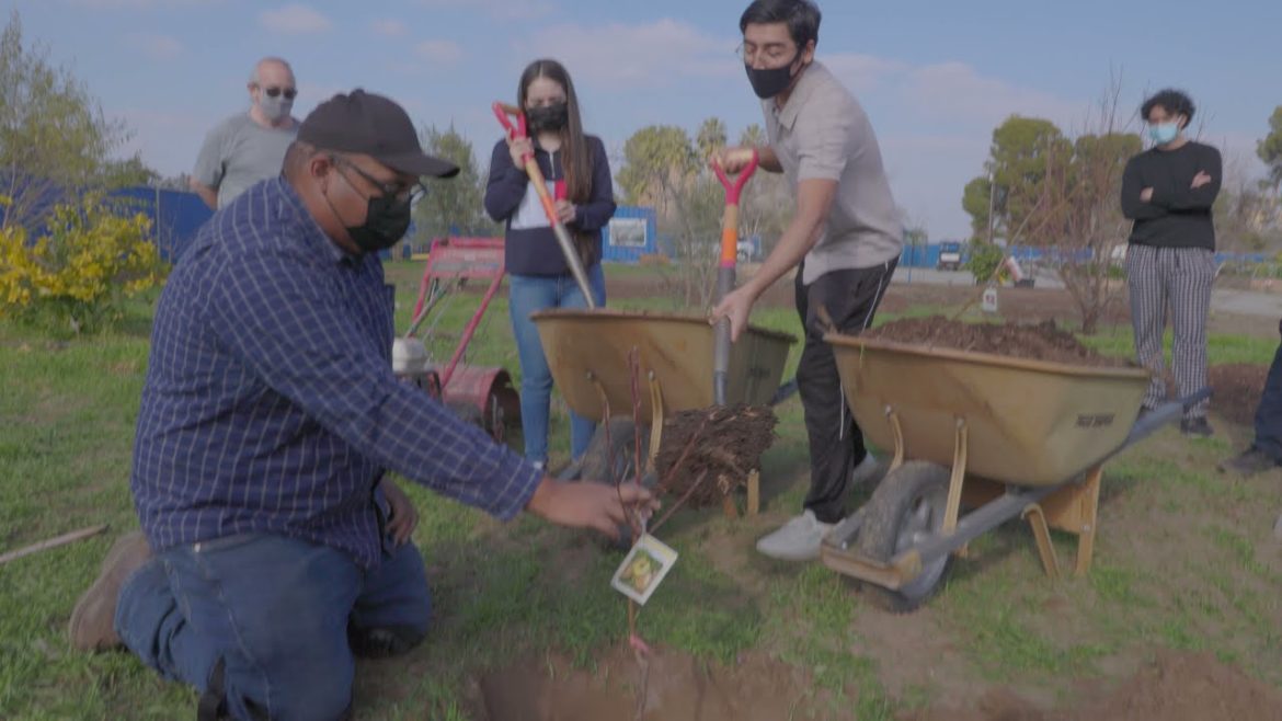Tree Planting at the CSUB Edible Garden