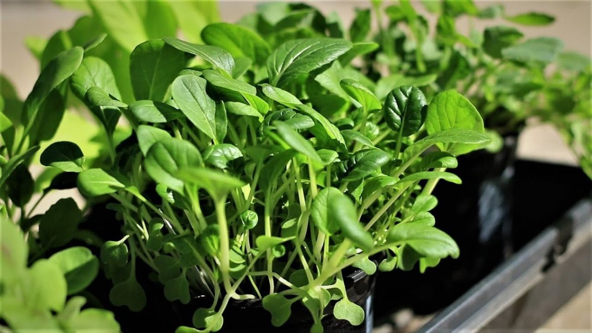 Green Thumb Festival: Use fertilizer in container vegetable gardening