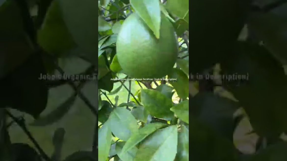 Life Gave Him Lemons But.. #shorts #lemons #gardeningtips