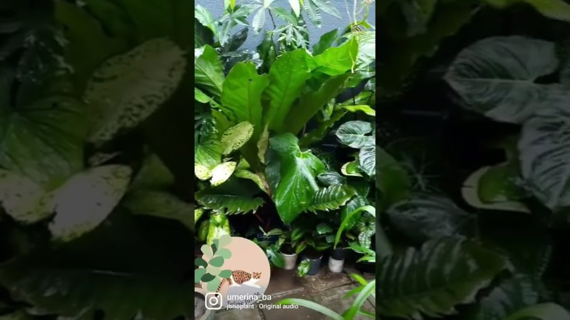 Small Space Container Garden Small Space Container Garden