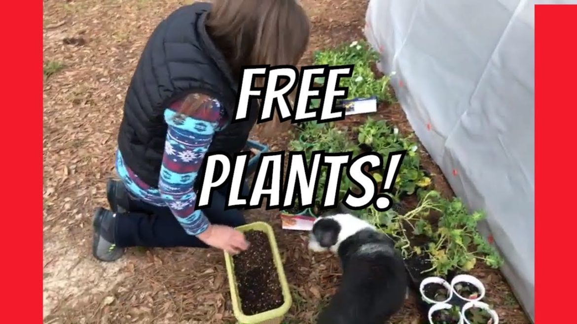 How to get free  plants! Backyard Garden Plans at AldermanFarms