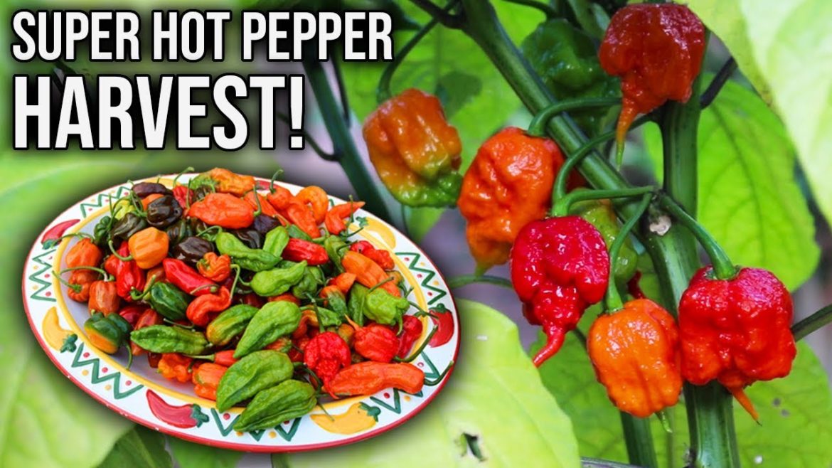 Front Yard Super Hot Pepper Garden Harvest, Growing Peppers in Containers!