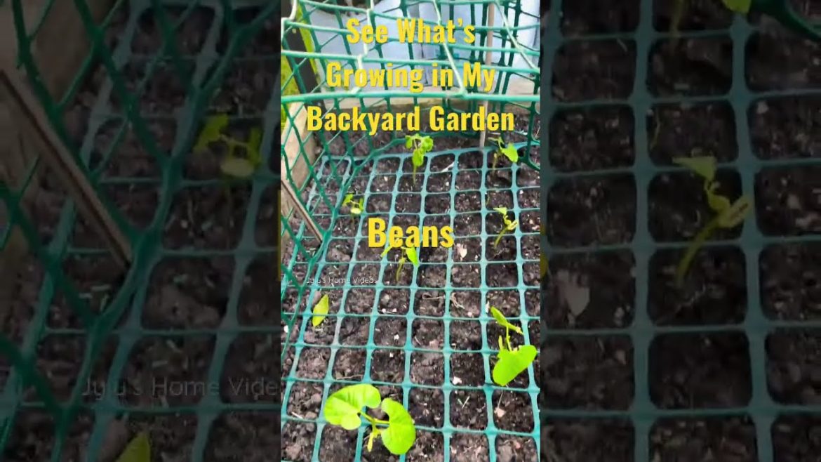 See What’s Growing in My Backyard Garden #shorts #shortsvideo #youtubeshorts #shortvideo