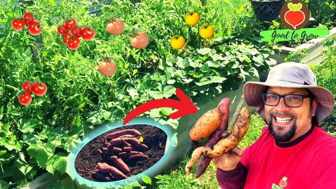 We Grew These Sweet Potatoes WITH Tomatoes! | Companion Planting Sweet Potato Harvest We Grew These Sweet Potatoes WITH Tomatoes! | Companion Planting Sweet Potato Harvest