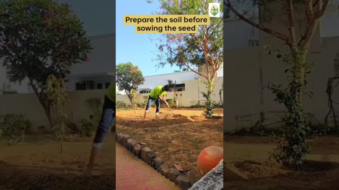 Prepare the soil before sowing the seeds #shorts