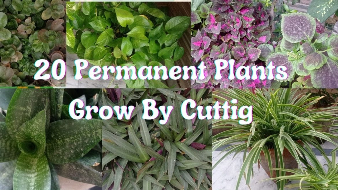 20 Permanent Plants Grow By Cutting/Plants that grow from roots