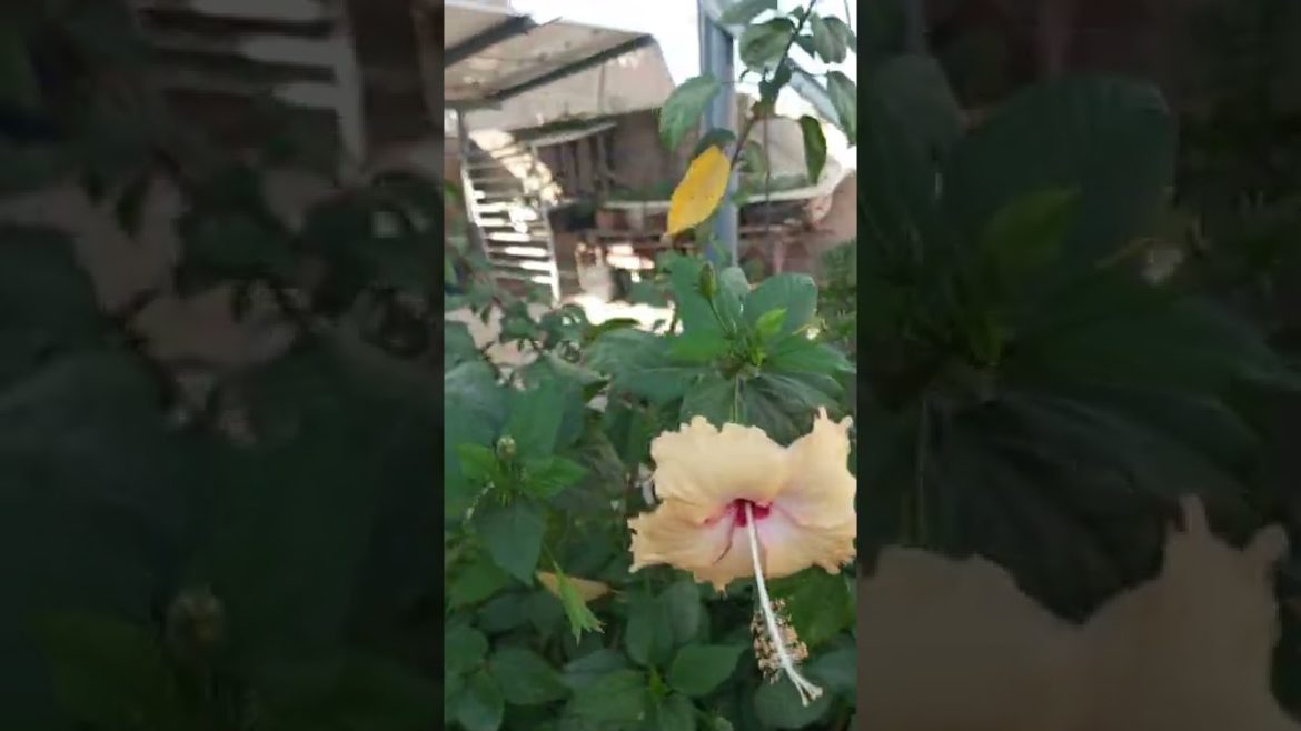 #hibiscus in full bloom #rooftopgarden #flowering #bloom #containergardening #growingincontainers