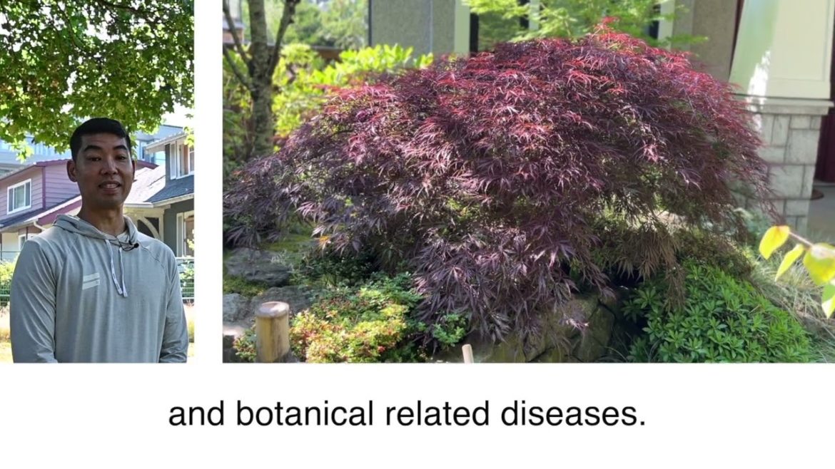 Happy Garden Tools – What is Sen-Tei (剪定)? – Episode 1 Happy Garden Tools - What is Sen-Tei (剪定)? - Episode 1