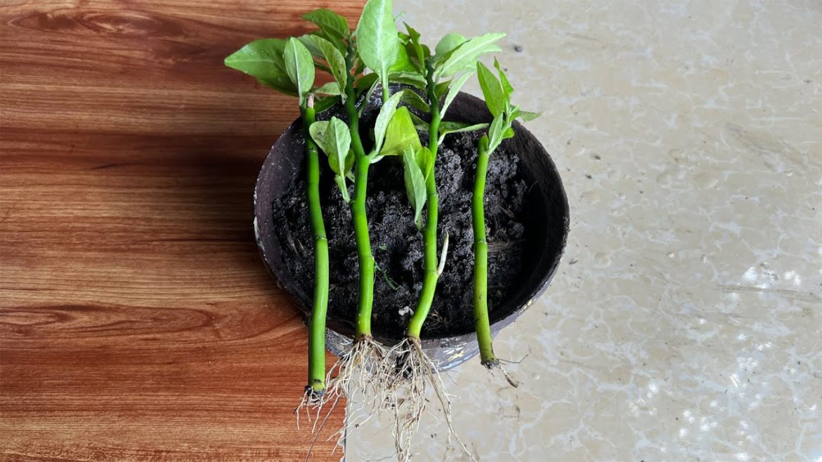 David Backborn In soilGarden Tips.