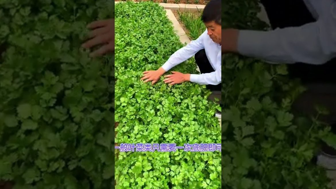 Life style garden vlog| idea sharing vegetalbe Life style garden vlog| idea sharing vegetalbe