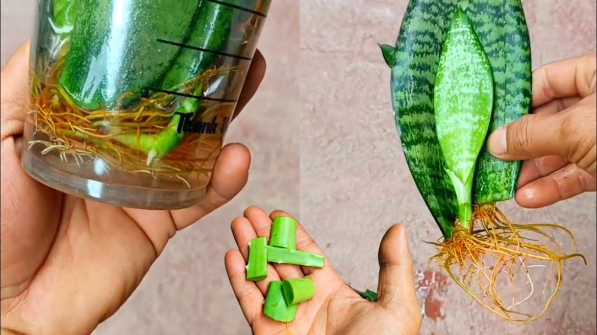 Tips For Beginners, How to Propagation of Sansevieria With Aloe Vera | Best Natural rooting Hormone
