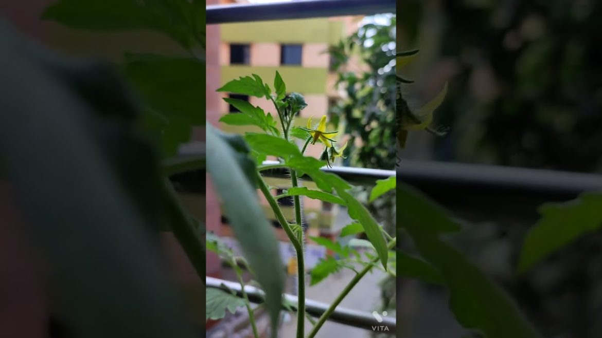 Hobby। home gardening। #tomatoes #shorts Hobby। home gardening। #tomatoes #shorts