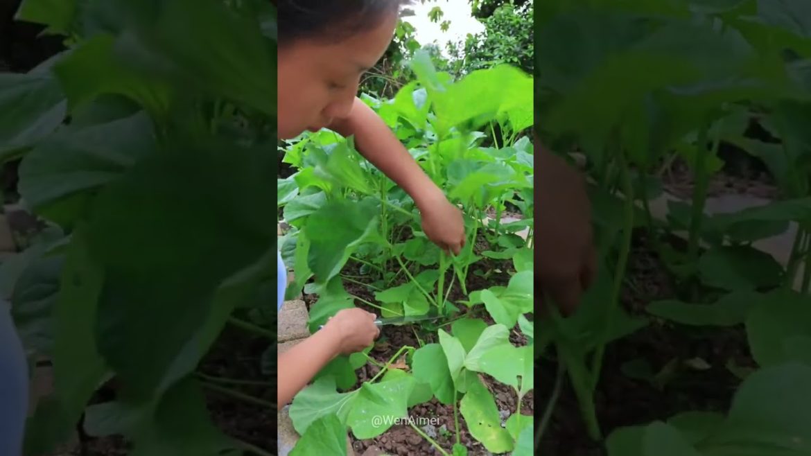 Beautiful Nature with Rural Life #shorts #naturalife #rurallife