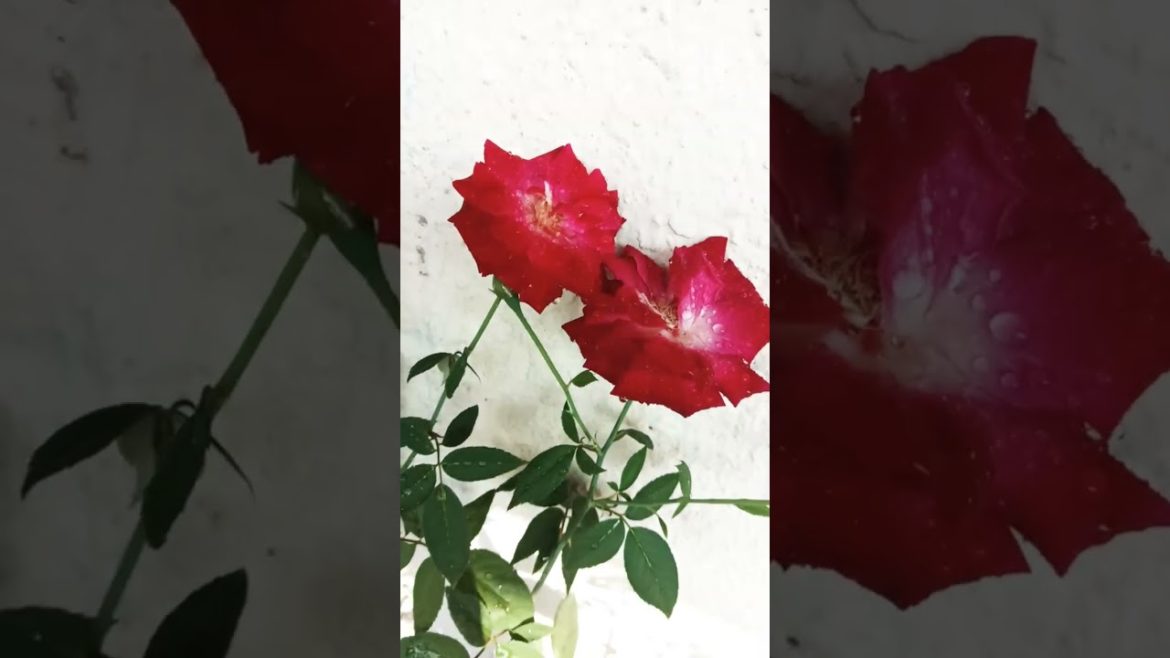 How to Garden: 10 Tips for a Successful Spring/Summer #shorts #rose #flawers #gardening