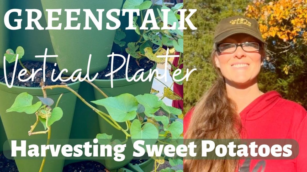 Harvesting Sweet Potatoes from the GREENSTALK Vertical Planter and a Fortunate Lesson! Harvesting Sweet Potatoes from the GREENSTALK Vertical Planter and a Fortunate Lesson!