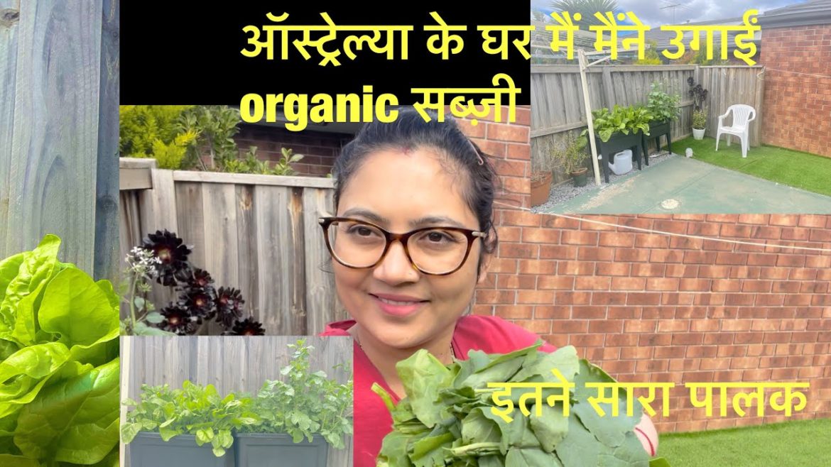 मैने उगाई बिना खाद के सब्ज़ियाँ ऑस्ट्रेल्या मैं #vegetablegardening#youtube#viral#viedo#organic मैने उगाई बिना खाद के सब्ज़ियाँ ऑस्ट्रेल्या मैं #vegetablegardening#youtube#viral#viedo#organic