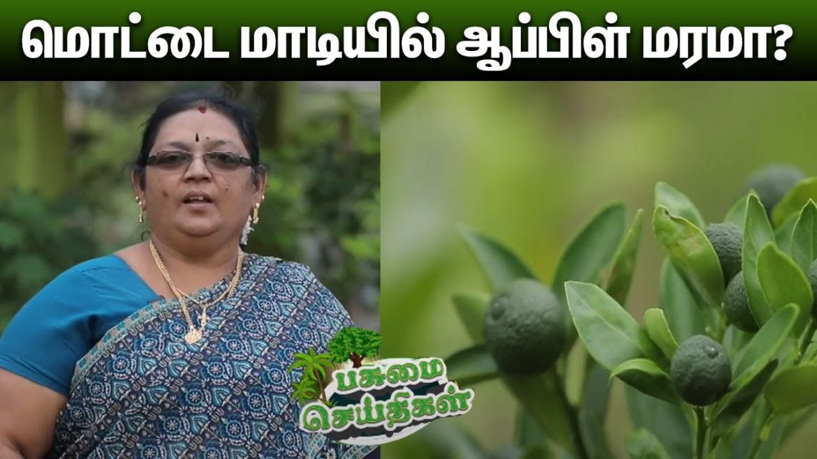 மாடித்தோட்டத்தில் அசத்தும் பள்ளி நிர்வாகி | PASUMAI SEITHIGAL | Terraced garden | Tips | Agriculture மாடித்தோட்டத்தில் அசத்தும் பள்ளி நிர்வாகி | PASUMAI SEITHIGAL | Terraced garden | Tips | Agriculture