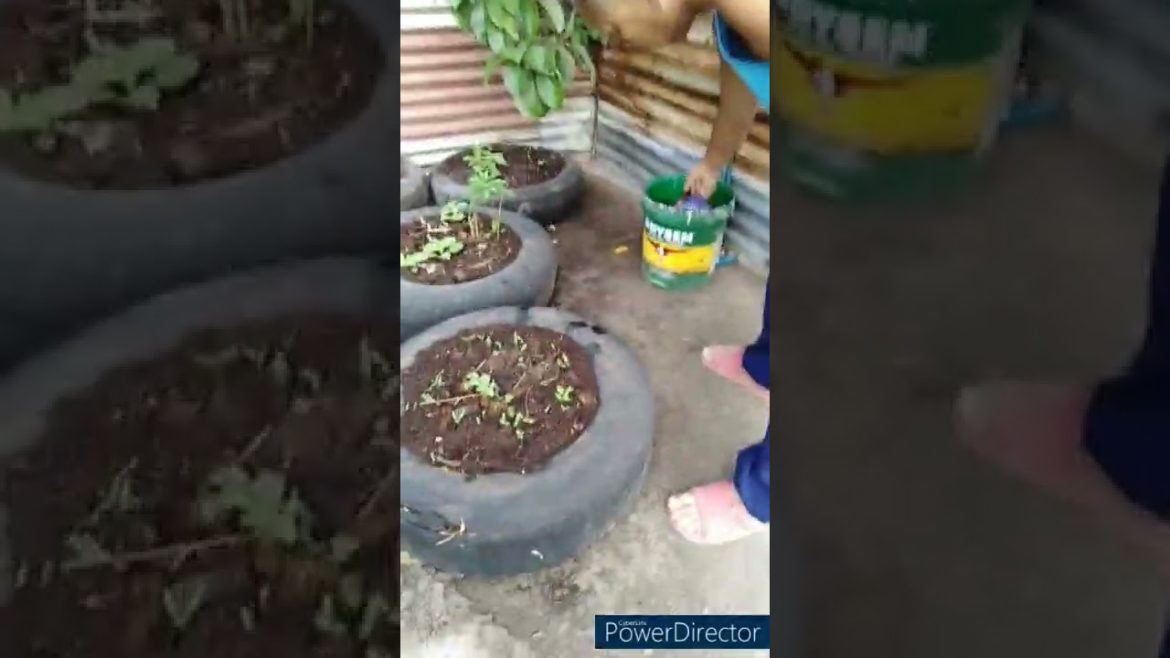 #Shorts | The Short Introduction of Using Old Car Tires As Planting Pots In Our Rooftop Garden