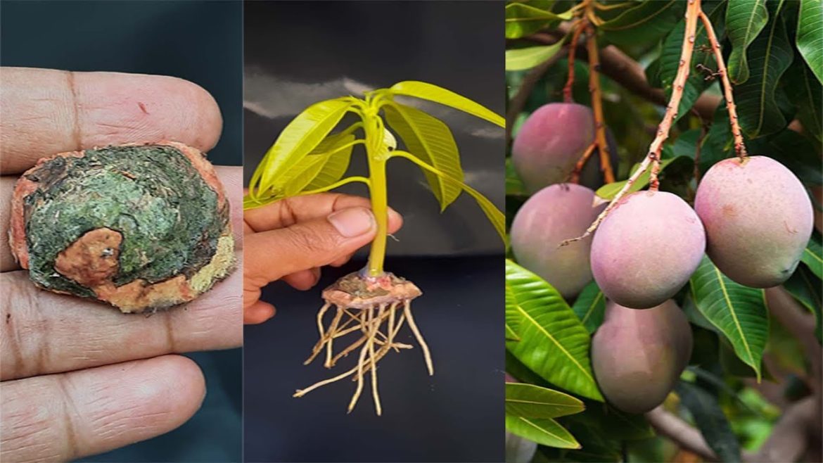 How To Grow Mango Trees From Mango Tree Buds | Mango Tree Buds Propagation