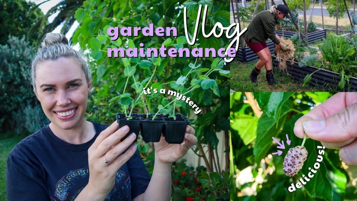 Edible Garden Maintenance vlog – getting ready to grow more food! π±π Edible Garden Maintenance vlog - getting ready to grow more food! π±π