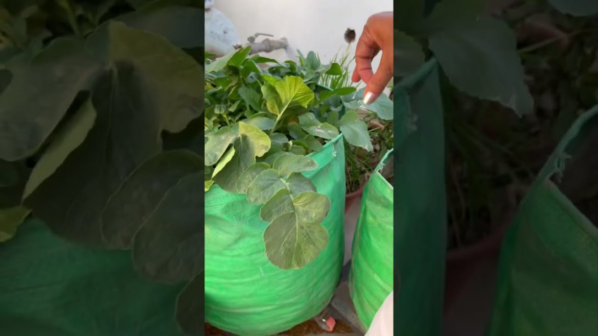 हे भगवान ! निकल आई