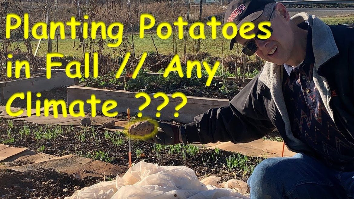FALL POTATOES?? Next Level Gardening put to the test