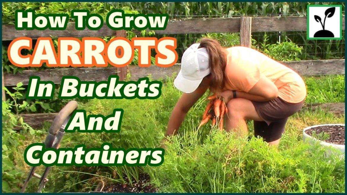How To Grow Carrots In Buckets And Containers ~ Bucket And Container Gardening