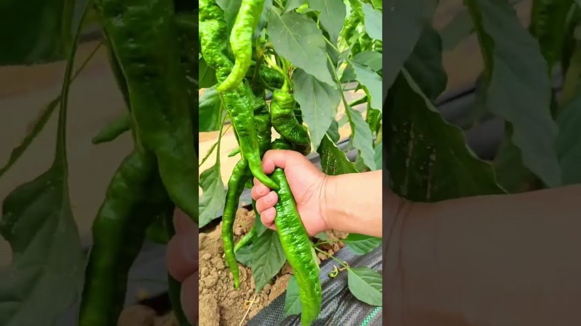 Chili farm! #shorts #agriculture