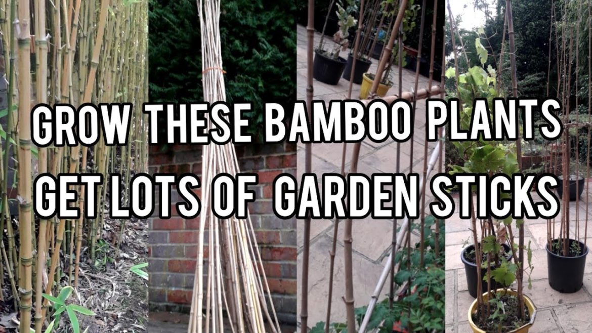 Grow These Bamboo Plants for Supplies of Garden Bamboo Sticks