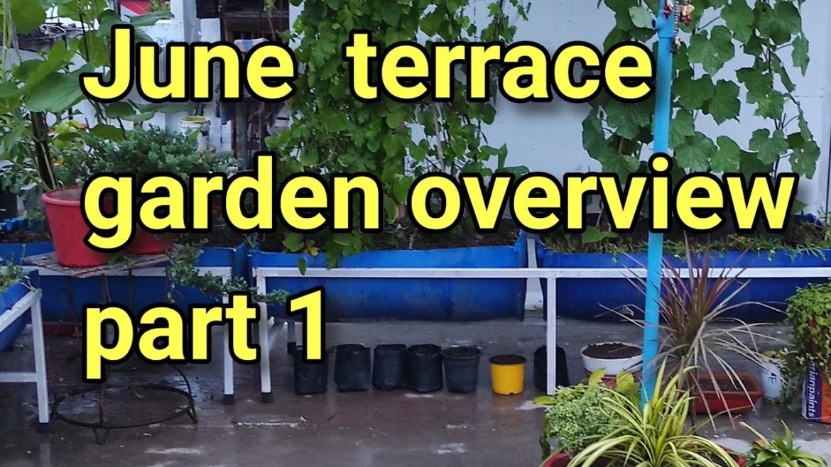 June  garden overview and gardening tips