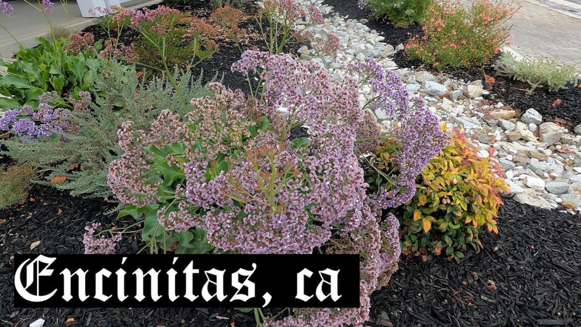 Encinitas Front Yard Conversion With Blossoming Plants!