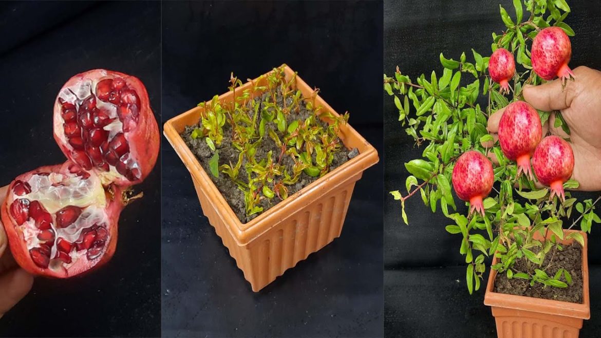 How to Grow a Pomegranate Tree from Seed. Works Every Time!