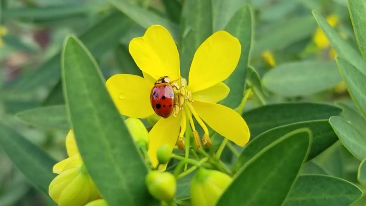 Garden + Nature Quotes Inspire 87th “Flowers don't tell, they show.” Garden + Nature Quotes Inspire 87th "Flowers don't tell, they show."