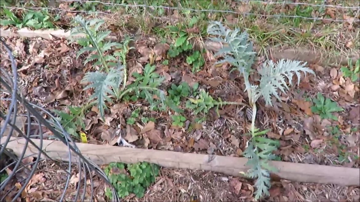 Edible Garden Tour | December 2016