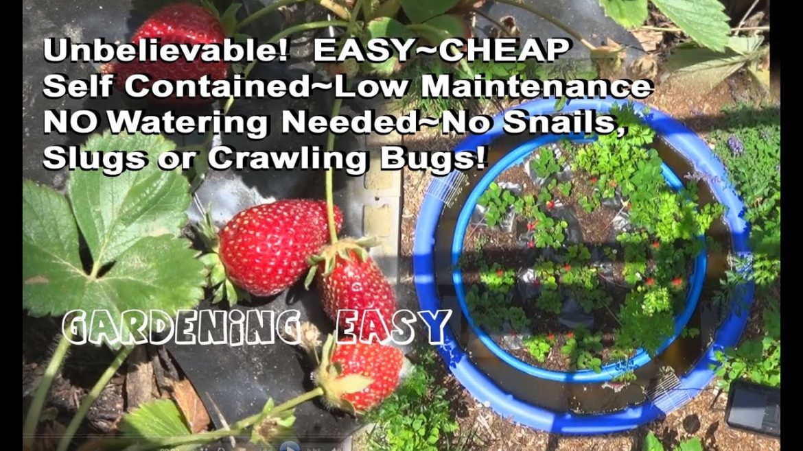 How To Grow Strawberries EASY Tips Bug Free Container Gardening Strawberry Planter Self Contained How To Grow Strawberries EASY Tips Bug Free Container Gardening Strawberry Planter Self Contained