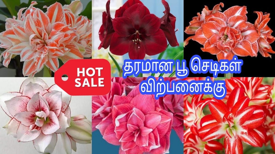 🔥தரமான Amaryllis பூச்செடி விற்பனைக்கு🔥 / Best Quality Amaryllis Lily bulbs sale / Online Plant Sale