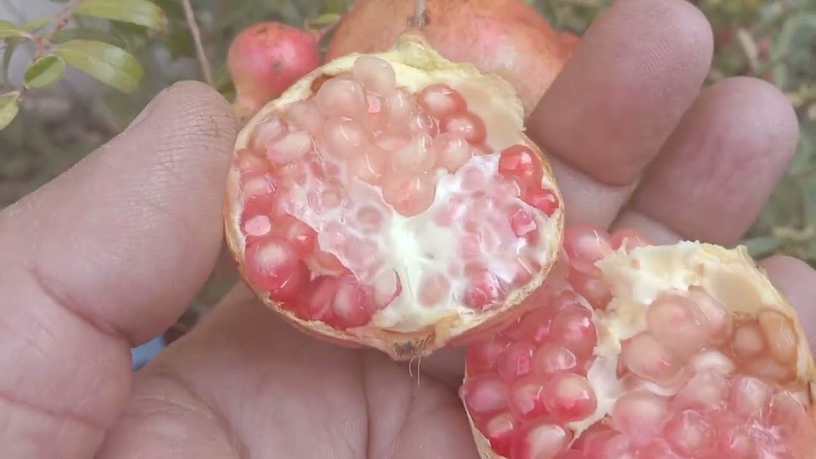 Pomegranate Harvesting from Container | آج گملے میں لگے انار کے پودے سے پہلا انار توڑا