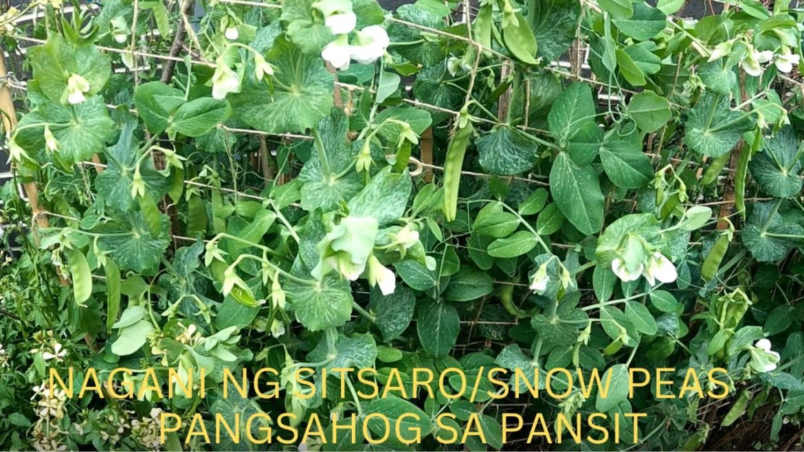 SNOW PEA HARVEST