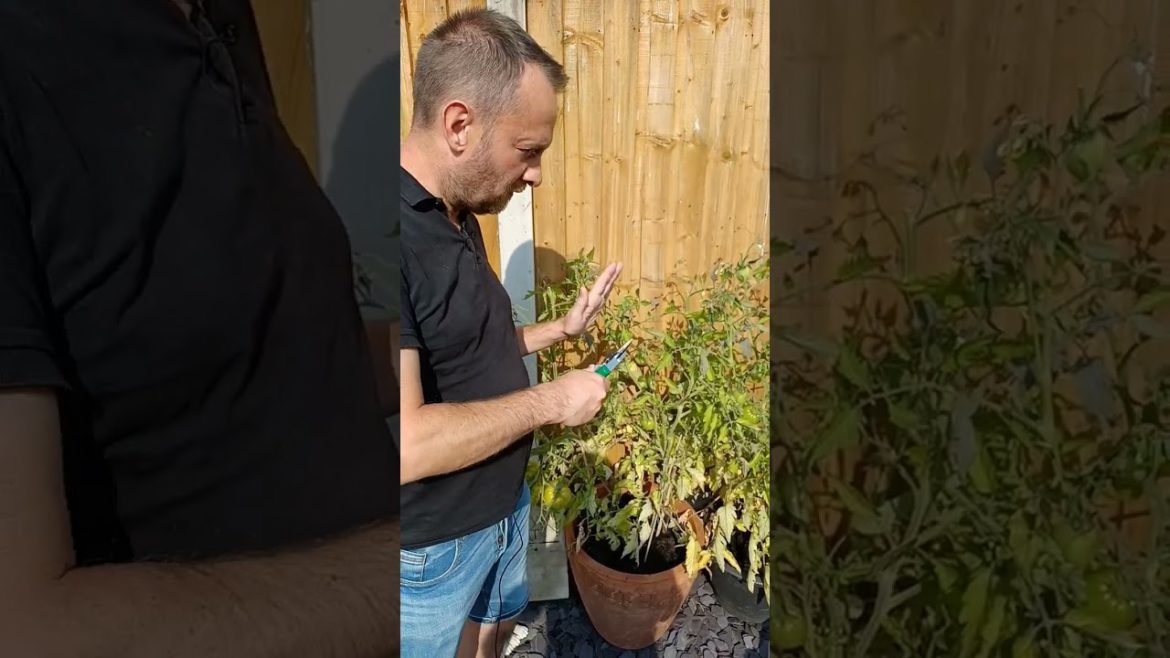 Take out undeveloped flowers from your tomato plants now | Gardening Tips | Vegetable Garden