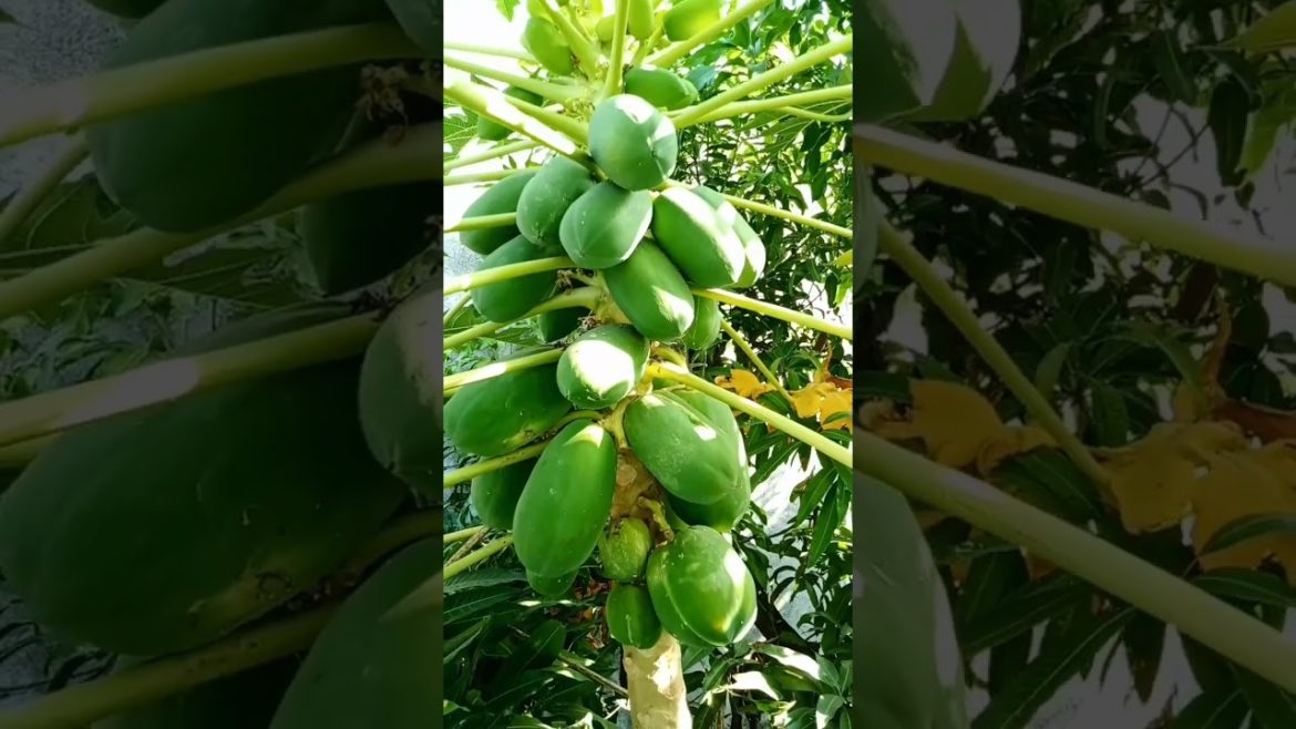 I grow papaya fruit tree #shorts I grow papaya fruit tree #shorts