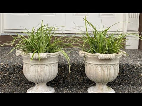 Container Planting of Ice Dance Japanese Sedge “Carex Morrowii” Container Planting of Ice Dance Japanese Sedge "Carex Morrowii"