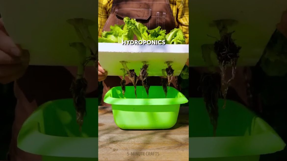 This guy knows the best gardening hacks #SHORTS This guy knows the best gardening hacks #SHORTS